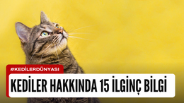 Kediler Hakkında 15 İlginç Bilgi