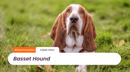 Irkları Tanıyalım: Basset Hound