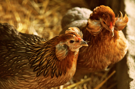 Mavi Yumurta Tavuğu Araucana