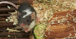 Tavşan Ve Hamsterlar Hakkında