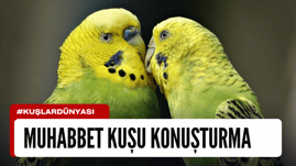 Muhabbet Kuşlarının Konuşması