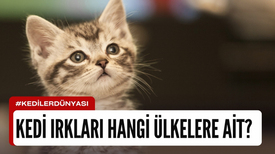 Hangi Kedi Irkı Hangi Ülkeye Ait?