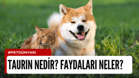 Taurin Nedir? Faydaları Nelerdir?