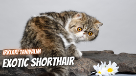 Irkları Tanıyalım: Exotic Shorthair