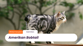 Irkları Tanıyalım: Amerikan Bobtail