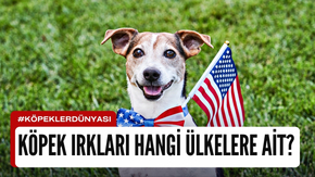 Hangi Köpek Irkı Hangi Ülkeye Ait?