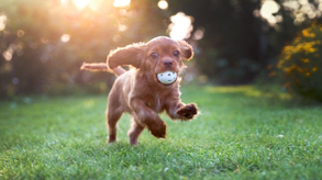 yavru köpek eğitimi, köpek eğitimi,