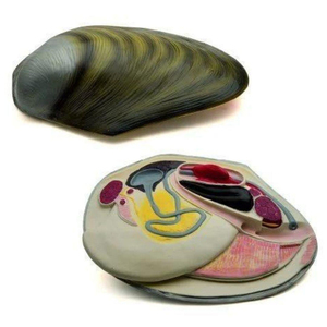 Oscar Midye Modeli