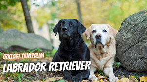 Irkları Tanıyalım: Labrador Retriever