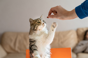 Kedi Ödül Maması