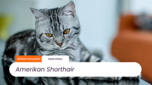 Irkları Tanıyalım: Amerikan Shorthair