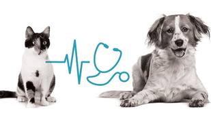 Köpekler Hakkında, Kediler Hakkında