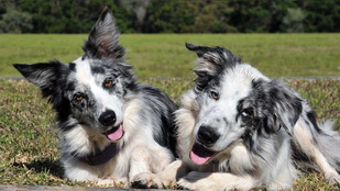 Köpekler Hakkında, Kediler Hakkında