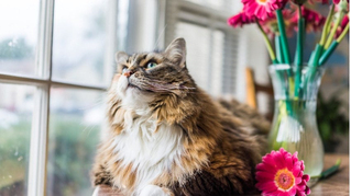 Kediler İçin Zararlı Çiçekler, kedi çiçek