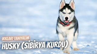 Irkları Tanıyalım: Husky (Sibirya Kurdu)