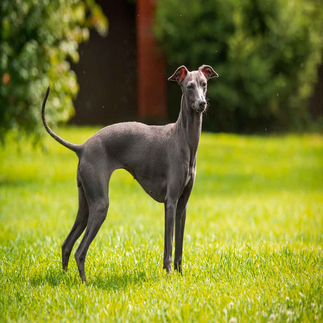 Italian Greyhound Bakımı ve Özellikleri