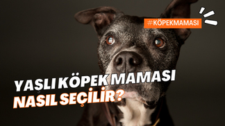 En İyi Yaşlı Köpek Maması Nasıl Seçilir?