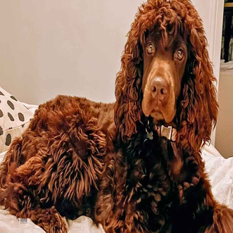 Irish Water Spaniel Bakımı ve Özellikleri