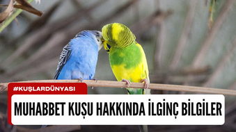 Muhabbet Kuşları Hakkında İlginç Bilgiler