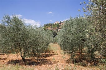 Bahçelerimiz
