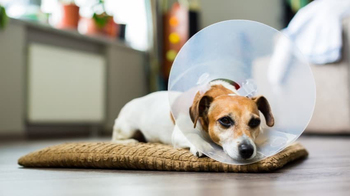 Kedi ve Köpekler Yaralarını Neden Yalarlar