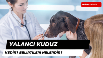 Yalancı Kuduz Nedir ve Belirtileri Nelerdir?