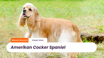 Irkları Tanıyalım: Amerikan Cocker Spaniel
