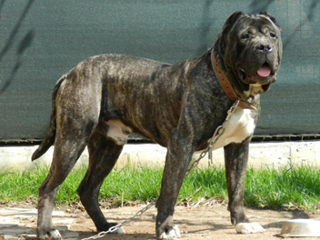 Presa Canario (Kanarya Mastiff) Özellikleri