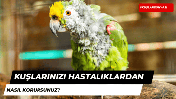 Kuşlarınızı Hastalıklardan Nasıl Korursunuz?