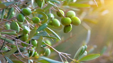 Her Derde Deva Zeytin Yaprağının Faydaları