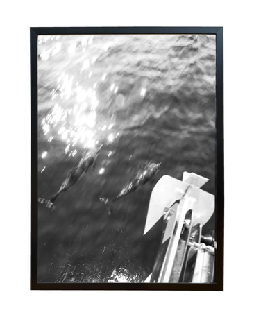 Dolphins Anchor Fotoğraf