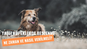 Yaşlı Köpeklere Ne Zaman Mama Verilebilir?