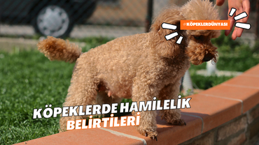 Köpeğinizin Hamile Olduğuna İlişkin İşaretler