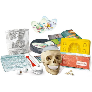 Clementoni Bilim Ve Oyun Çılgın Anatomi