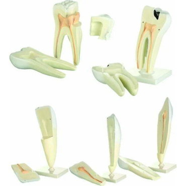 Diş Modelleri Seti (5' Li Set )