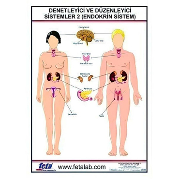 Oscar Denetleyici Ve Düzenleyici Sistem Levhası  (Endokrin Sistem)