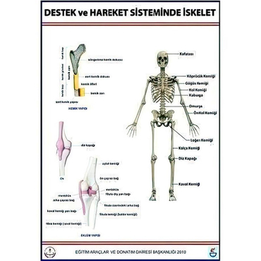 Oscar Destek Ve Hareket Sistemi Lev.(140X100 Cm.Kemik Sistemi)