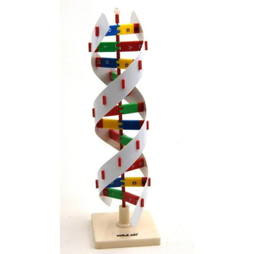 Oscar Dna Modeli