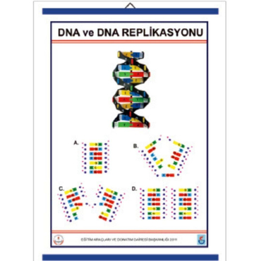 Oscar Dna Ve Dna Replikasyonu Levhası