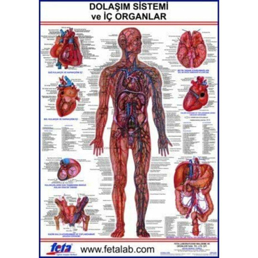 Oscar Dolaşım Sistemi İç Organları Levhası