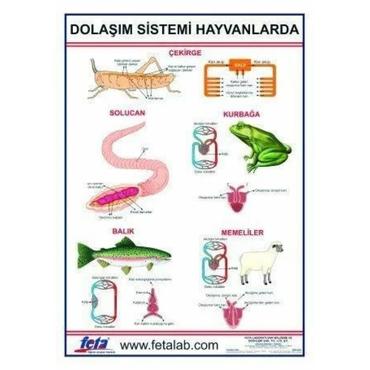 Oscar Dolaşım Sistemi Levhası (hayvanlarda)