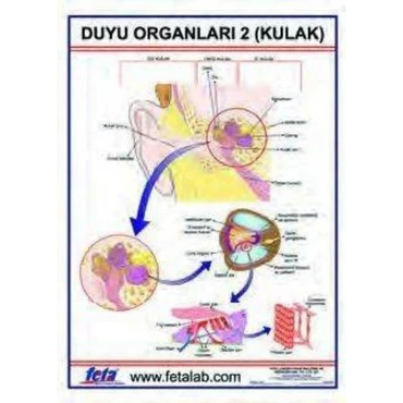 Oscar Duyu Organları 2 Levhası (kulak)
