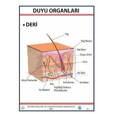 Oscar Duyu Organları Levhası Deri
