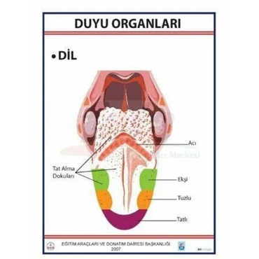 Oscar Duyu Organları Levhası Dil