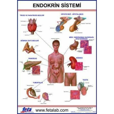 Oscar Endokrin Sistem Eğitim Plakası