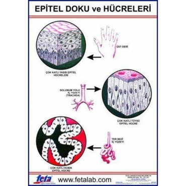 Oscar Epitel Doku Levhası