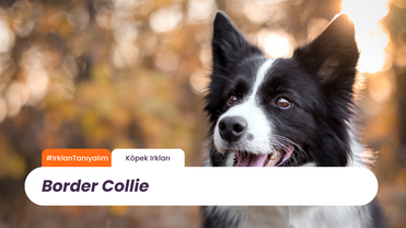 Border Collie: Çoban Köpeklerinin Zeki Lideri