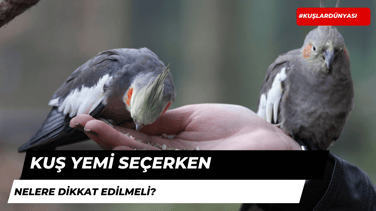 Kuş Yemi Seçerken Nelere Dikkat Edilmelidir?