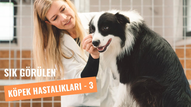 Köpeklerde Sık Görülen Hastalıklar - Bölüm: 3