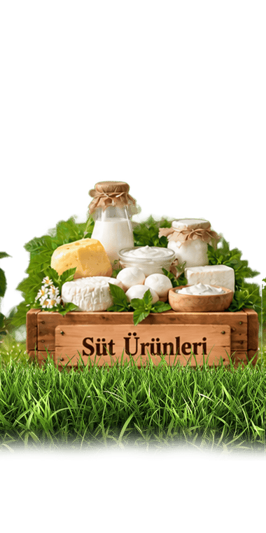 Süt Ürünleri